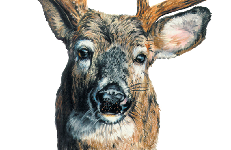 buck deer