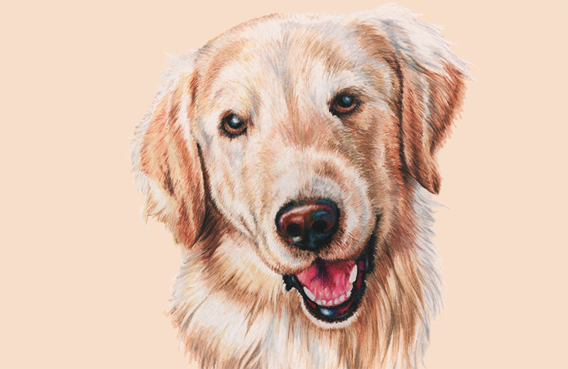 cooper pet illustration