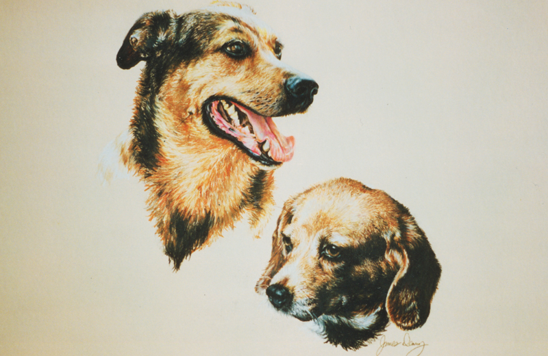 German Shepherd and Beagle
